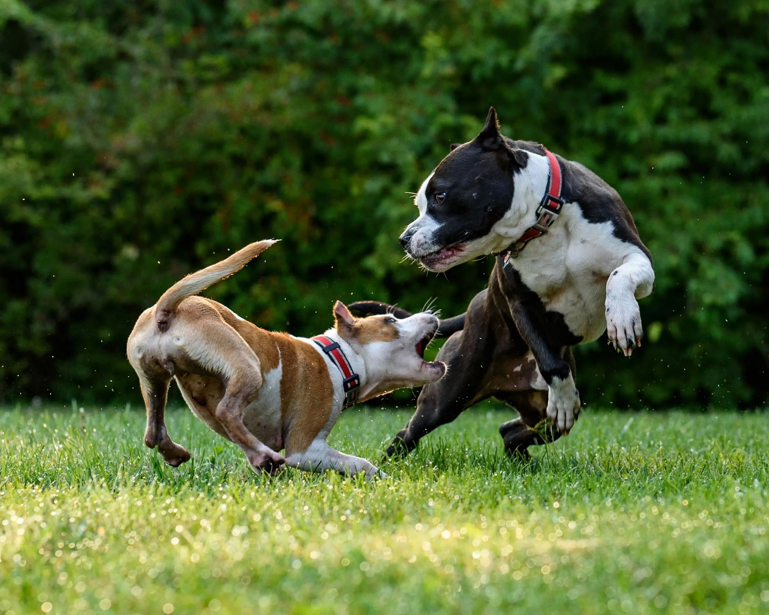 Dogs playing in yard