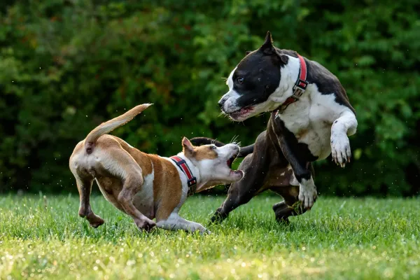 Dogs playing in yard